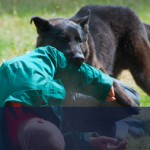 Dog Bite