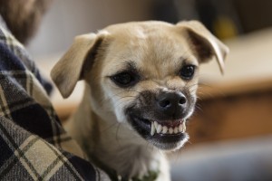 Orange County Dog Bite Lawyer - dog looking vicious