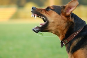 Orange County Dog Bite Injury Lawyers - Dog Barking