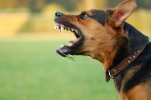 Orange County Dog Bite Lawyers - fierce dog