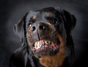Orange County dog bite attorney - growling dog