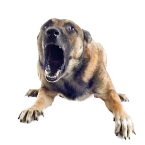 Irvine Dog Attack Lawyer - mean dog