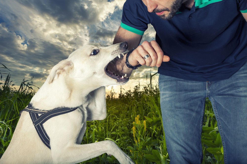 Dog Bite Attorney Dog Bite Lawyer Orange County, CA