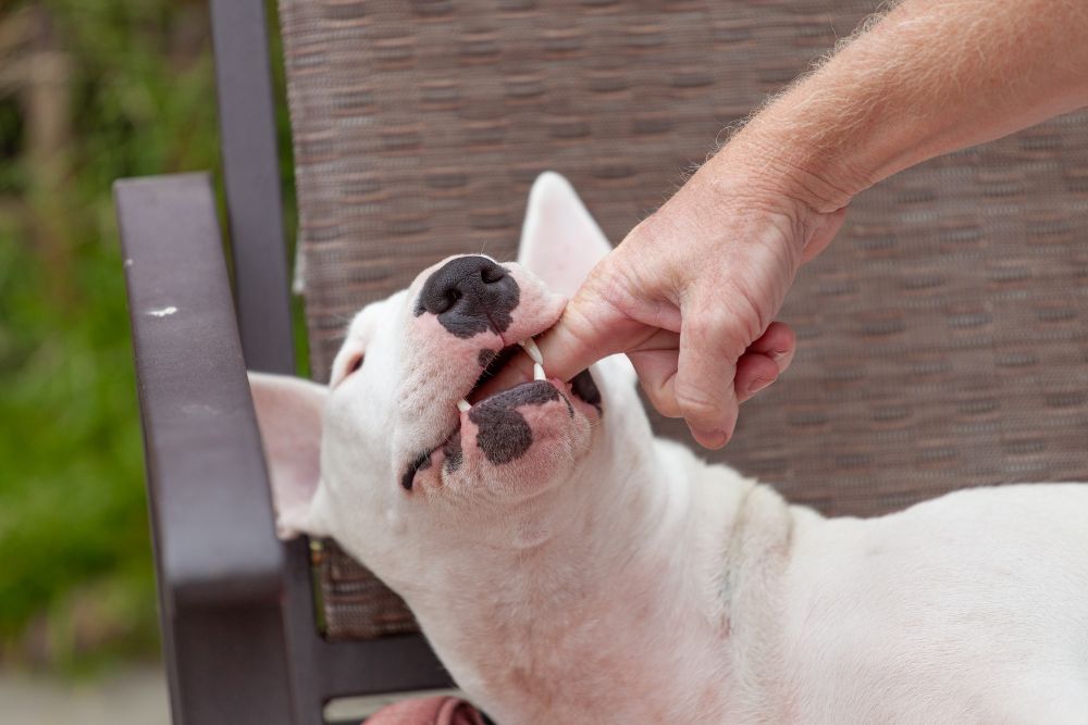 legal rights after a dog bite in california