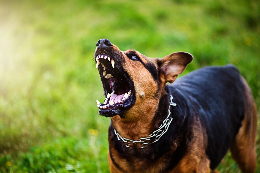 dog bite injury faqs