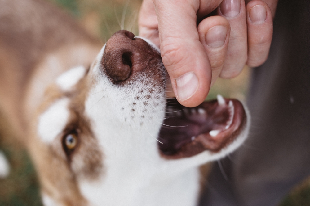 dog bite injury faqs