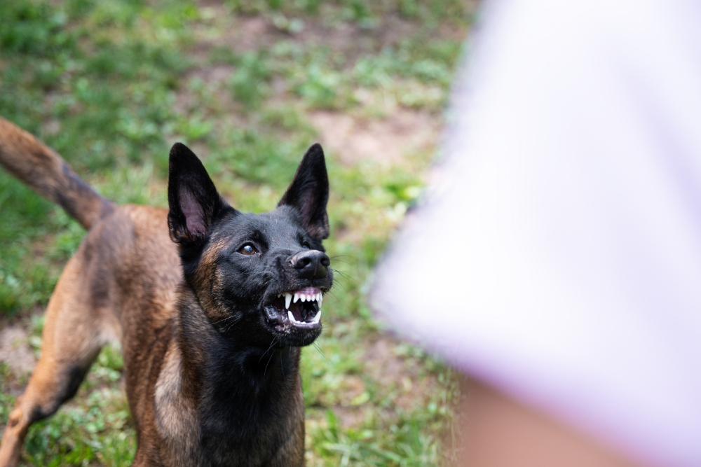 dog bite injury faqs